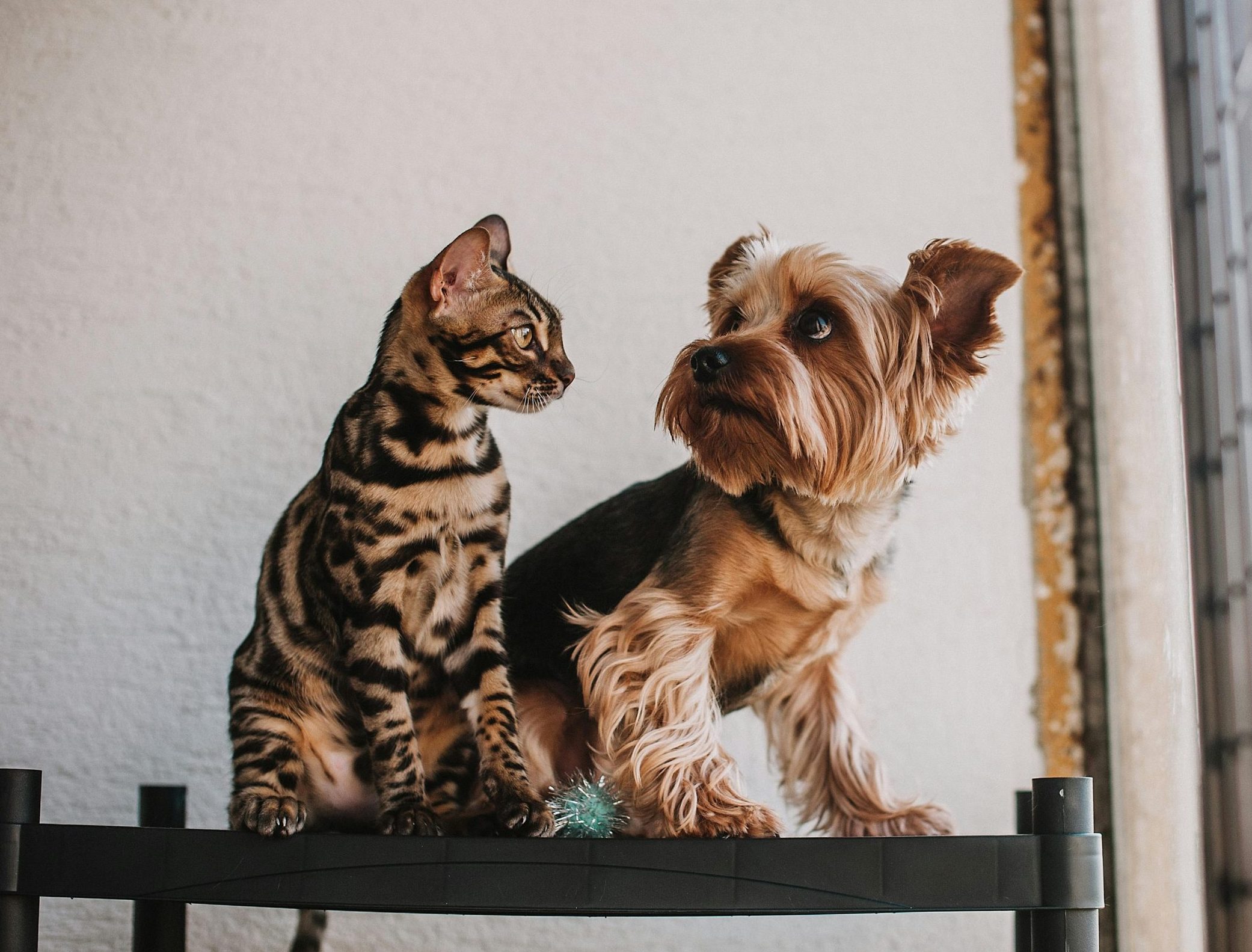 a yorkie dog and a bengal cat looking at each other